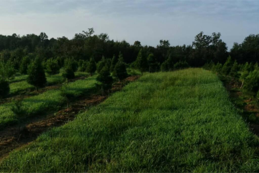 Rural Life On A Real Christmas Tree Farm! Hallmark Experience! Ozark Eksteriør bilde