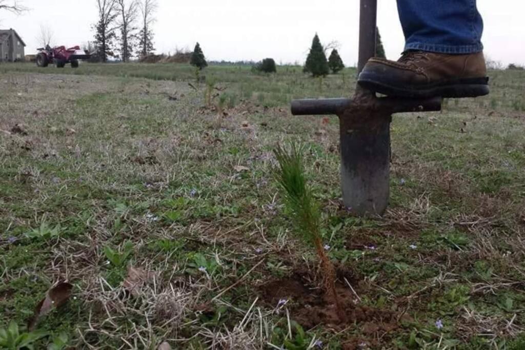 Rural Life On A Real Christmas Tree Farm! Hallmark Experience! Ozark Eksteriør bilde