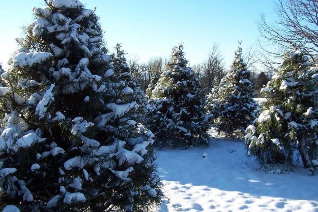 Rural Life On A Real Christmas Tree Farm! Hallmark Experience! Ozark Eksteriør bilde