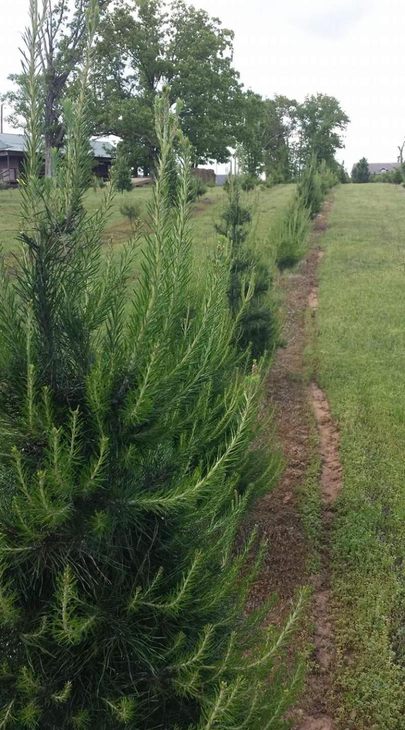 Rural Life On A Real Christmas Tree Farm! Hallmark Experience! Ozark Eksteriør bilde