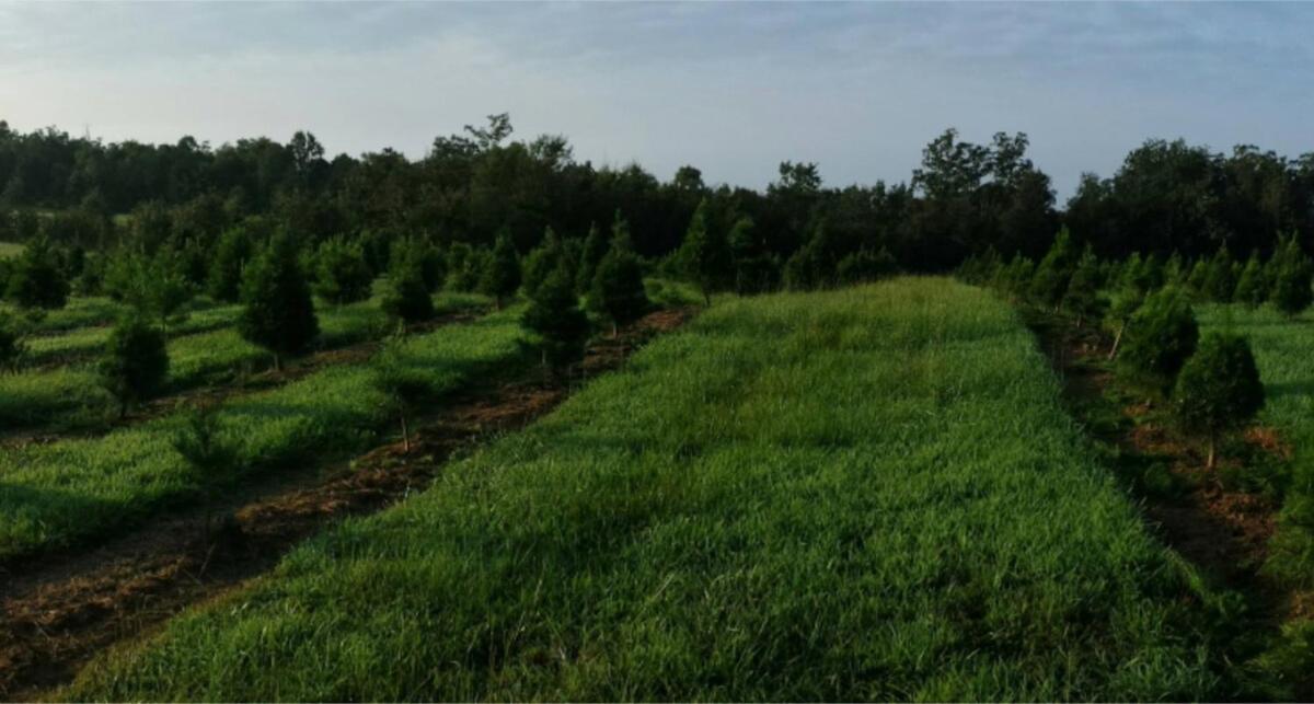 Rural Life On A Real Christmas Tree Farm! Hallmark Experience! Ozark Eksteriør bilde